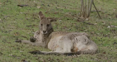 Close Up Of Kangaroo Lying Down Relaxing, 8K 動画素材 332625778