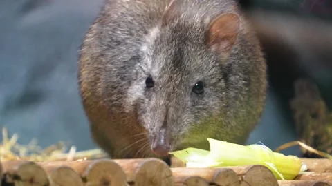 Close up kangaroo rat  eating Stock Footage 267477349