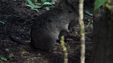 Close up kangaroo rat Stock Footage 263822651