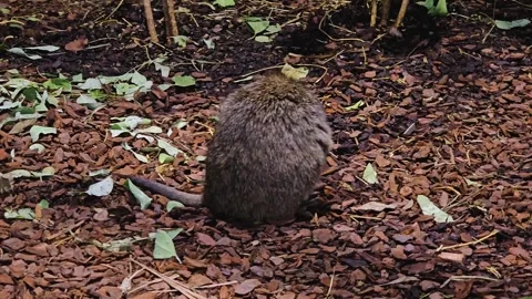 Close up kangaroo rat  Stock Footage 264123901