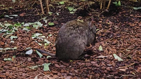 Close up of Kangaroo rat Stock Footage 264139205