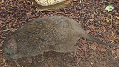  Close up of Kangaroo rat Stock Footage 267668044