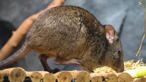 Close up of Kangaroo rat Stock Footage 267704065