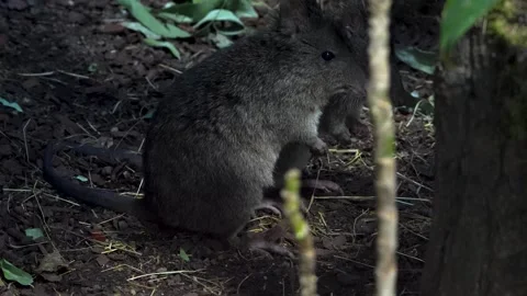 Close up of Kangaroo rats Stock Footage 263929551