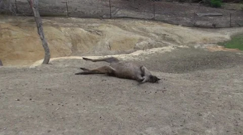 Close up of kangaroo walking toward camera Stock Footage 53209496