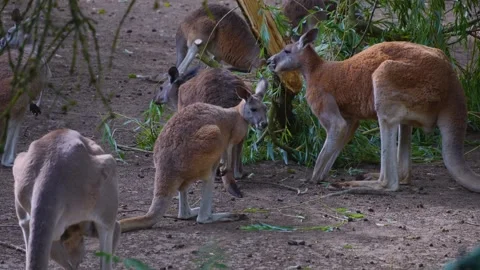 Close up of Kangaroos eating Stock Footage 254229181