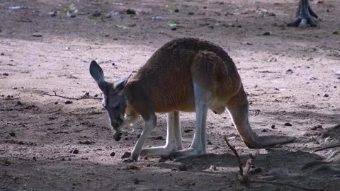 Close up of Kangaroos relaxing Stock Footage 254229010