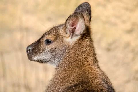 Close-up of Kangoroo head Stock Photos