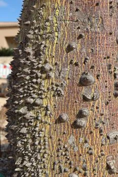 Close-up of a kapok tree trunk with thorns and textured bark Stock Photos