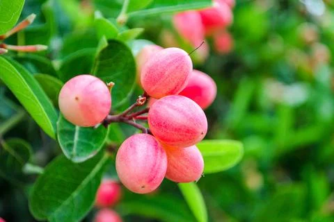 Close up karonda fruit on tree Stock-Fotos