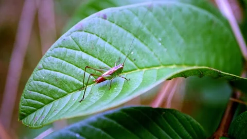 Close-Up of Katydid on Green Leaf – Macro Nature Photography of Grasshopper Video stock 304091917