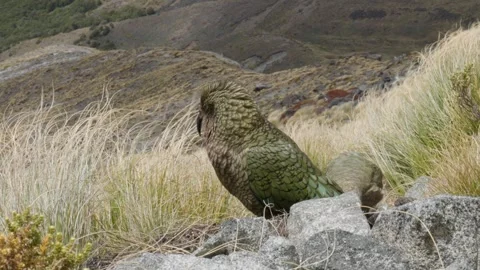 Close up of Kea in the wind Видео 327764109
