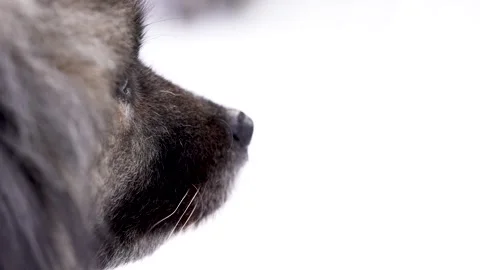 Close Up of Keeshond Dog from Behind Side, Slow Blink and Muzzle Detail Stock Footage 327427530