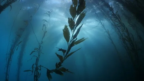 Close up of kelp leaves underwater while sunlight streaming through aquatic Stock Footage 128788406