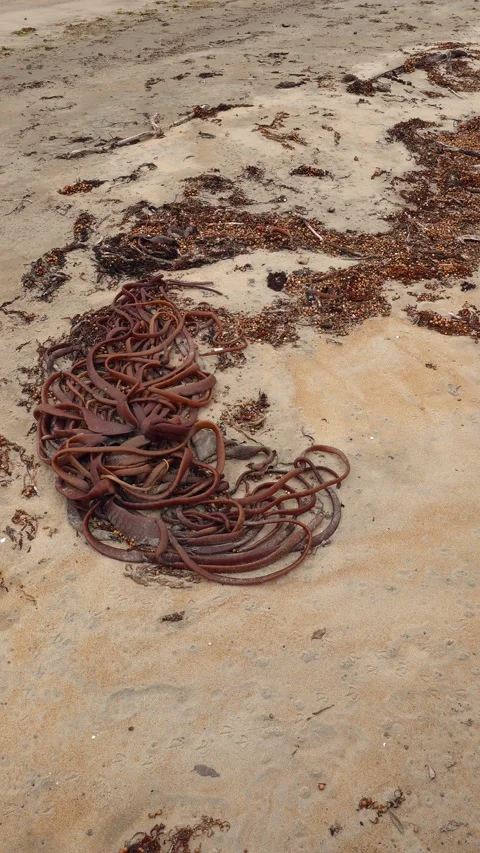 Close-up of kelp washed ashore on a sandy beach. Stock Footage 312516869