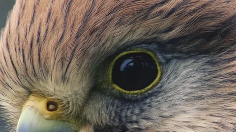 Close-up of a kestrel's eye Stock Footage 277812886