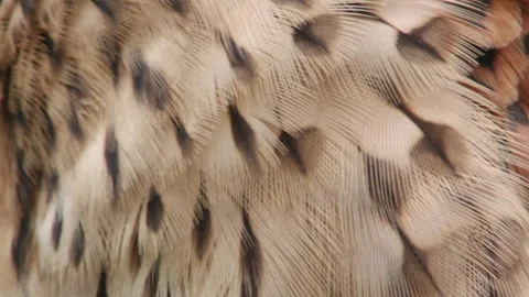Close-up of a kestrel's plumage Stock Footage 277812897