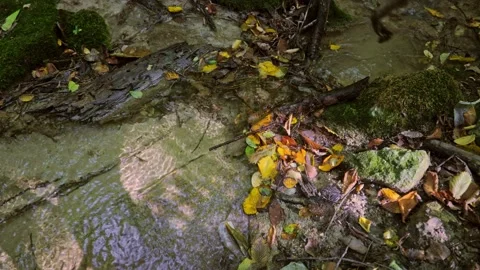 Close up kid breaks with a stick Beaver's mini dam on a small forest river Stock Footage 218392933
