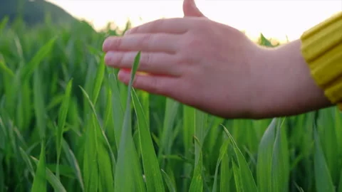 Close up of kid hand gently stroking green wheat field Stock Footage 243982675
