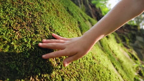 Close up of kid hand touches gently rock overgrown with green moss Stock Footage 246845000