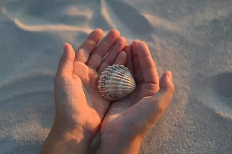 Close up of kid hands kid hands cradling beautiful sea shell sea shell at s.. Foto stock