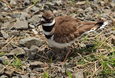 Close-up of killdeer bird by nest Stock Photos
