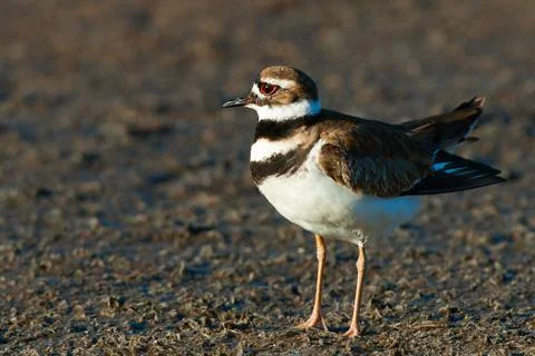 Close-up of a killdeer Stock Photos