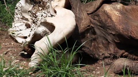 Close Up on Killed Elephants Skull Stock Footage 138145072