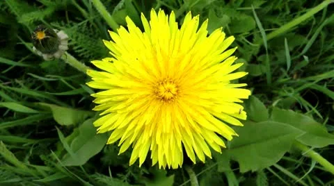 Close kind of a flower of a dandelion, sight from above 스톡 동영상 10708697