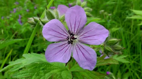 Close kind of a violet floret with five petals Stock-Footage 10708712