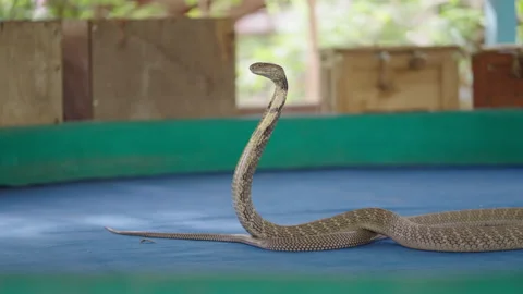 King Cobra Handler Retires After Kissing Snakes For 30 Years