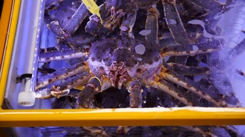 King Crab Caught Net By Fishing Stock Footage Video (100% Royalty-free)  1109518735