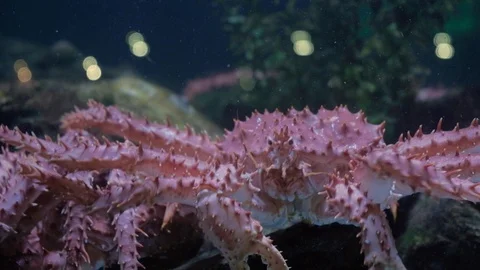 CLOSE UP King crab moving sideways in seafood tank on display Stock Footage 112463351