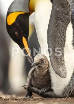 Close up of King penguin chick sitting on the feet of its parent Stock Photos