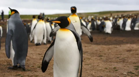 Close-up of a King Penguin in a colony. 動画素材 58238342