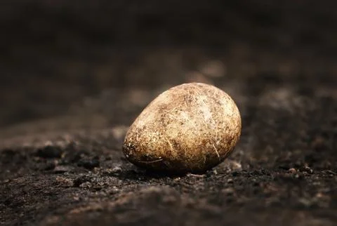 Close up of a King penguin egg Stock Photos