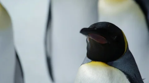 Close up of King Penguin head looking around Stock Footage 90315448