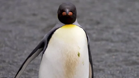 Close-Up King Penguin Observing and Starting to Move. Stock Footage 331435097