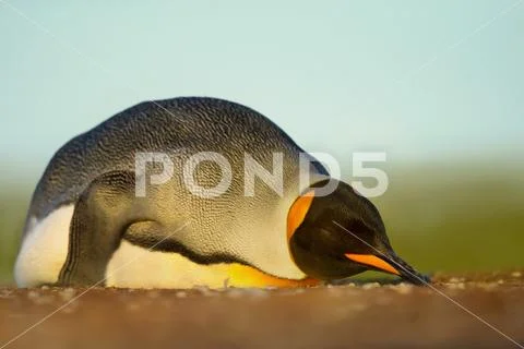 Close up of a King penguin sleeping on a sandy beach Stock Photos