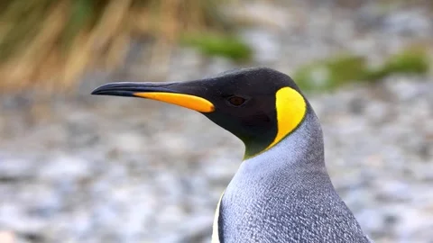 Close-Up of a King Penguin Turning Its Head with Yellow Neck Markings Stock-Footage 341211038