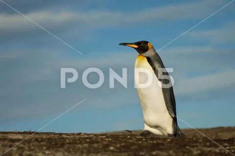 Close up of a King penguin walking on a coast Stock Photos
