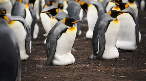 A close-up of King penguins guarding their chick. Stock Footage 58237297