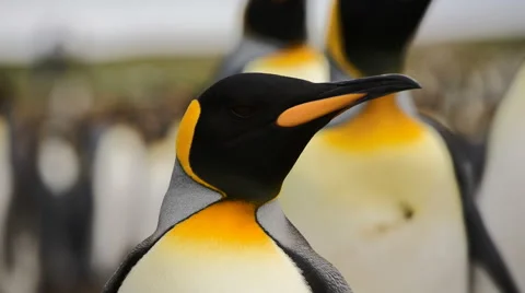 A close-up of a King penguin's head. Stock Footage 58237370