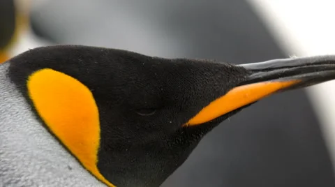 A close-up of a King penguin's head Stock Footage 58238351