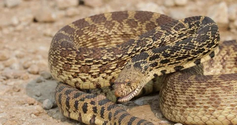 Close up of King snake slowly slithering over rocky ground Stock Footage 120479983