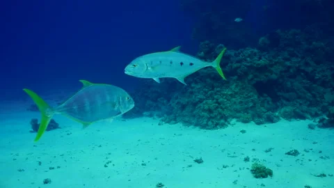 Close-up of Kingfish swims deep on blue water, slow motion Stock Footage 247021258
