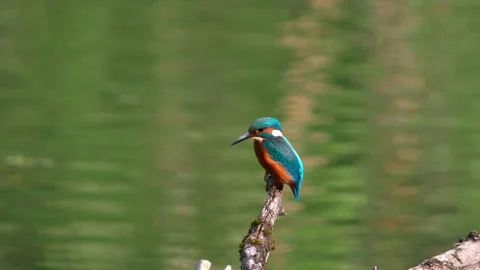 Close-up of Kingfisher Eating Fish on Dead Branch Above River Stock Footage 316812919