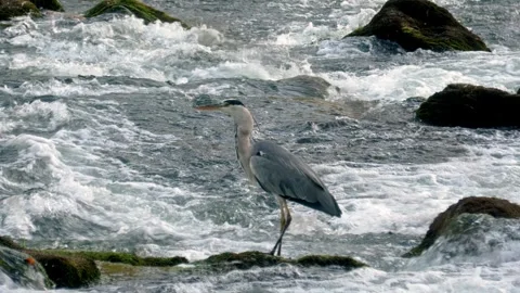 Close-up of kingfisher eating fish on a large dead branch in summer Stock Footage 314766645