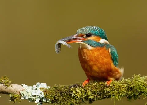 Close up of a Kingfisher with a fish Stock Photos