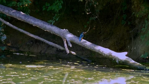 Close-Up of Kingfisher Perched Above River Stock Footage 314485965